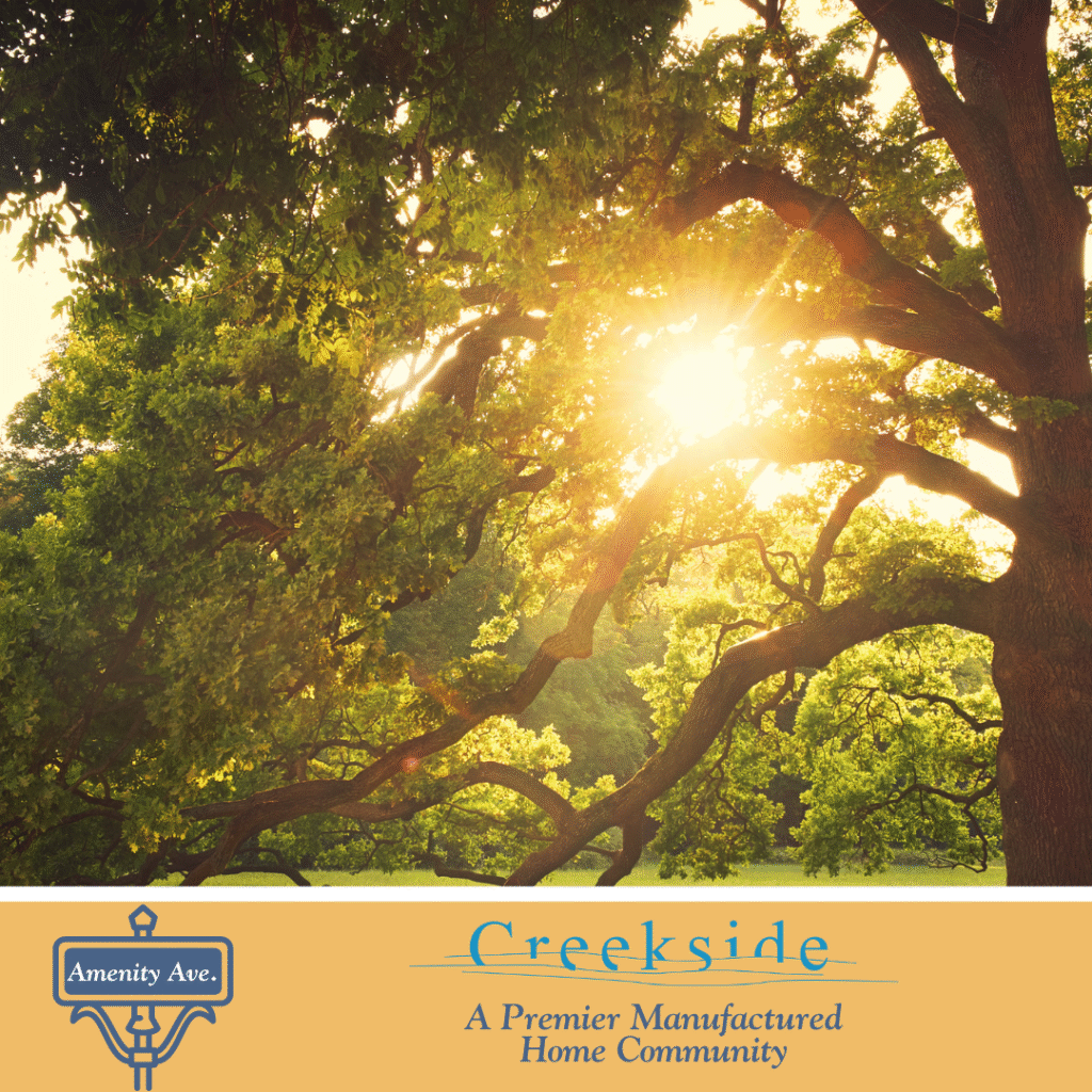 Sunlight shines through the branches of a large tree with dense green leaves, above a graphic for Creekside, a premier manufactured home community on Amenity Ave.