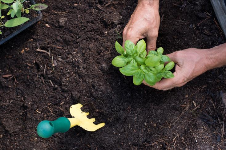 Start Gardening in Your Community